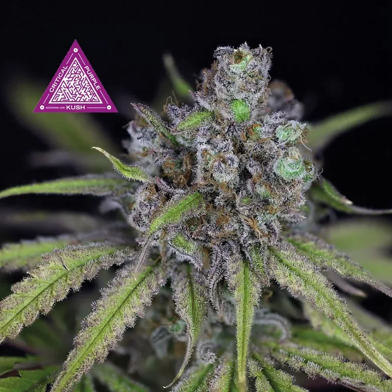 Critical Purple Kush Feminised Seeds