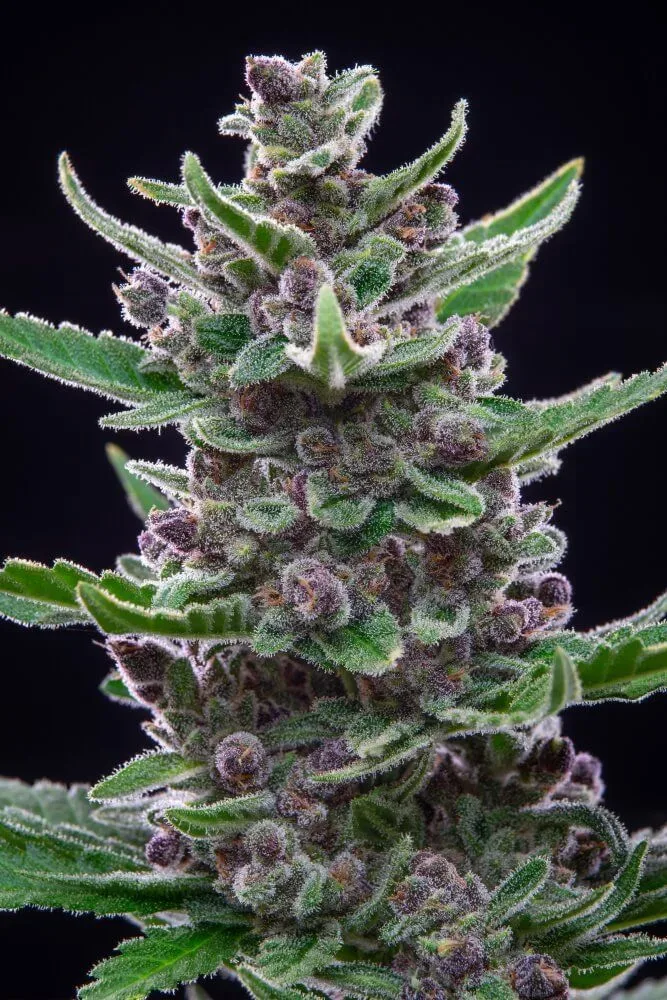 Tropicana Cookies Auto Feminised Seeds