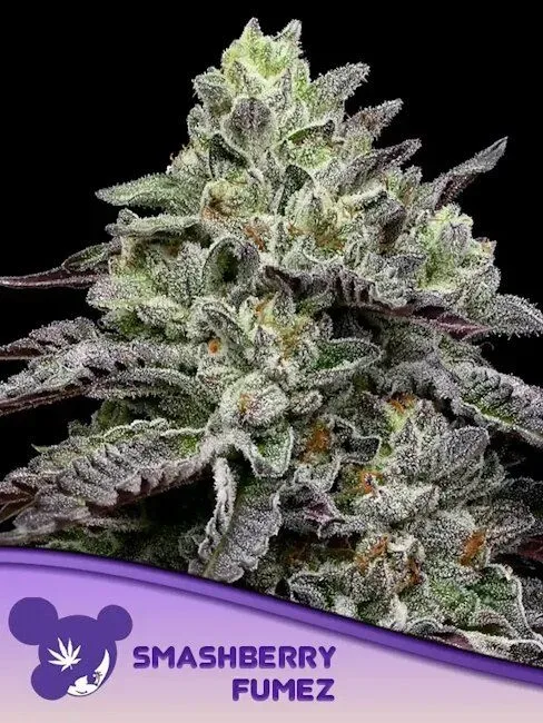 Smashberry Fumez Feminised Seeds