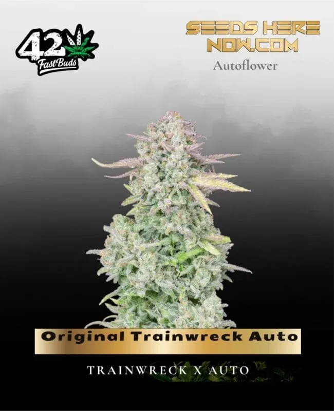 Original Trainwreck Auto Feminised Seeds
