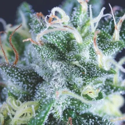 Gelato Auto Feminised Seeds
