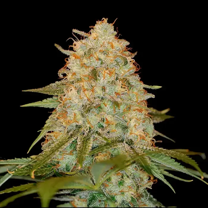 LA Chocolat Feminised Seeds