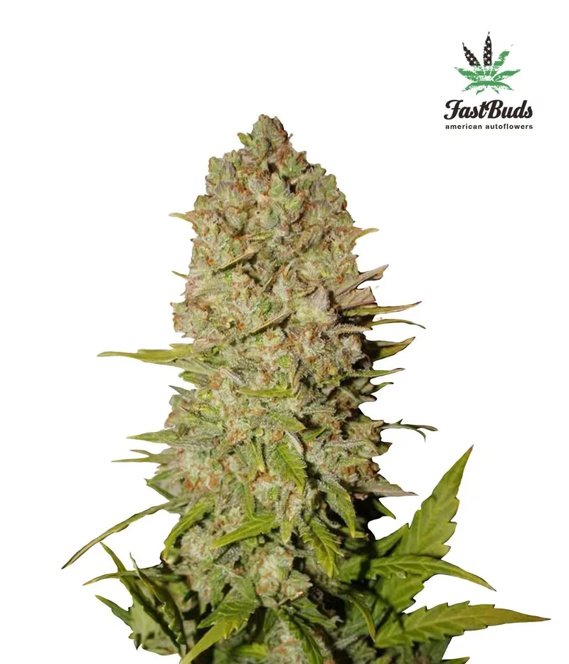 Pineapple Express Auto Feminised Seeds