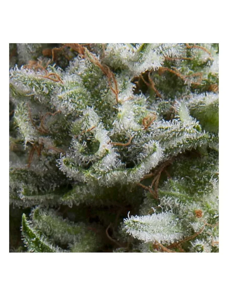 Anesthesia Auto Feminised Seeds