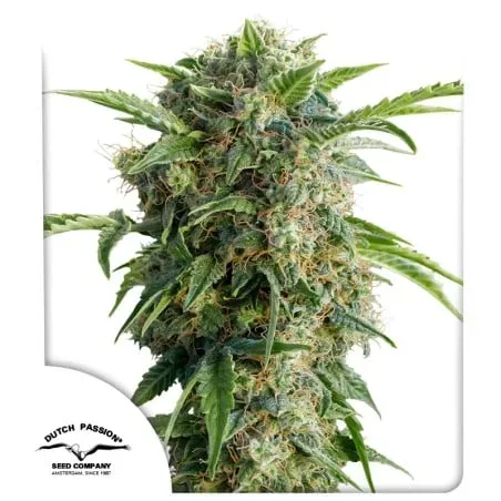 Feminized Seeds
