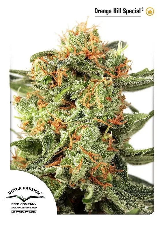 Orange Hill Special Feminised Seeds