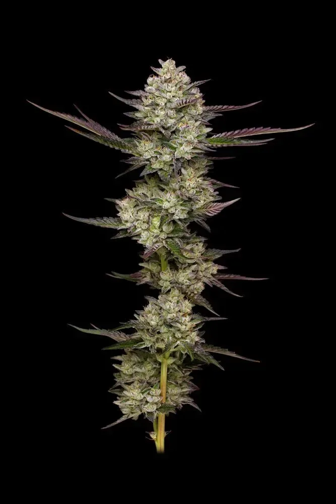 Puff Pastry Feminized Seeds