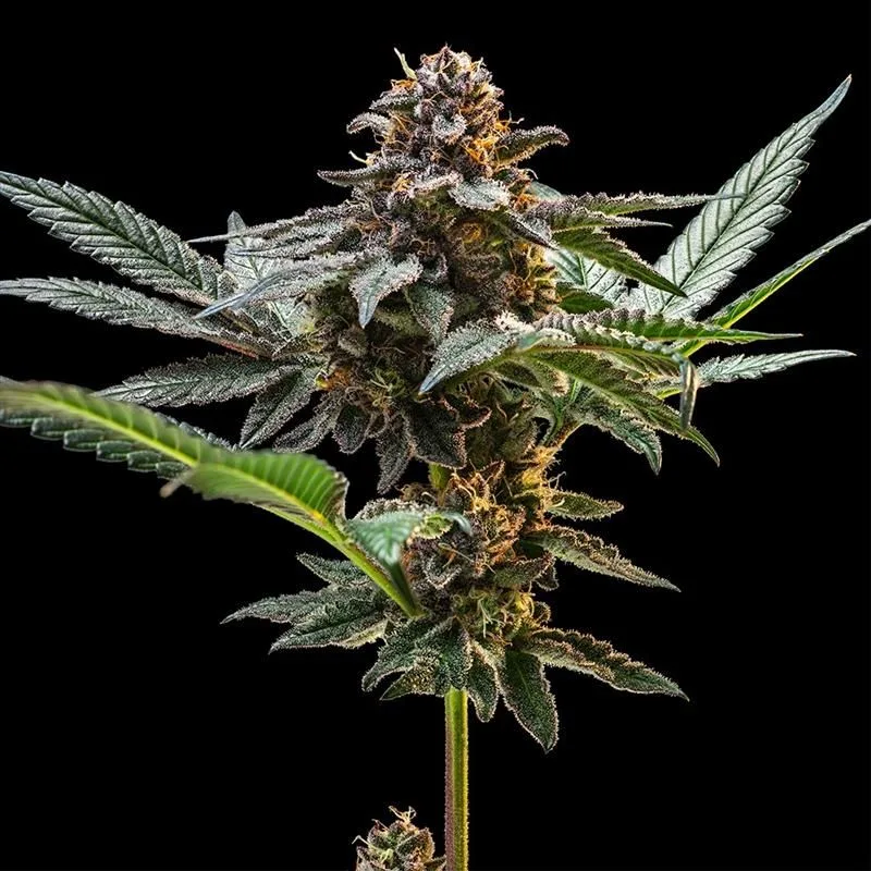 Jelly Cake Feminized Seeds
