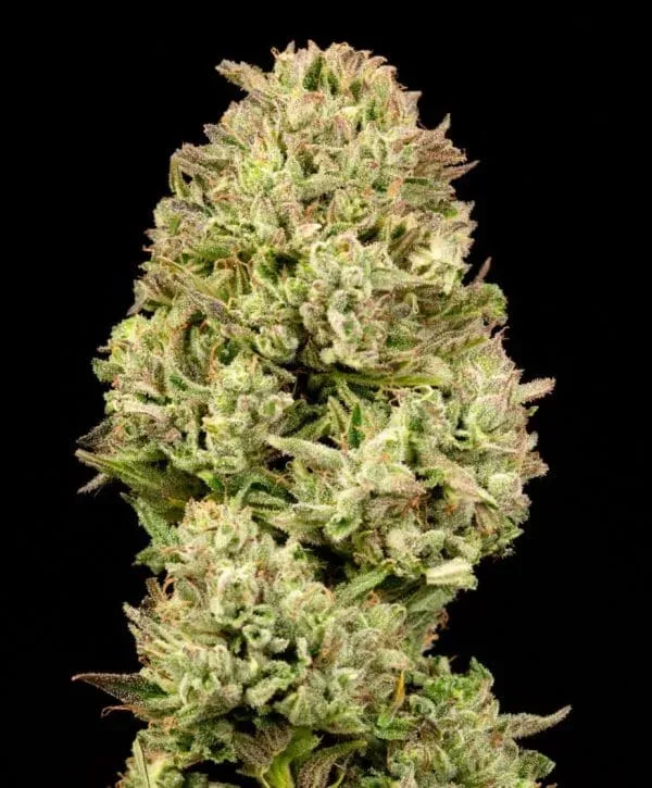 Pilot Light Auto Feminized Seeds