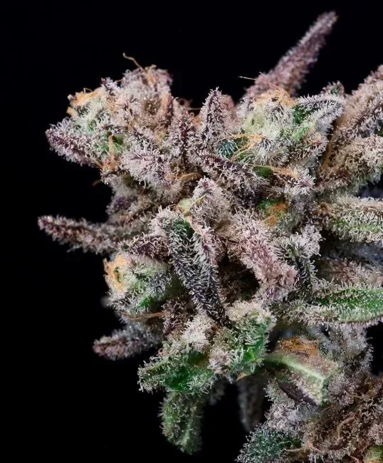Iced Sangria Feminized Seeds