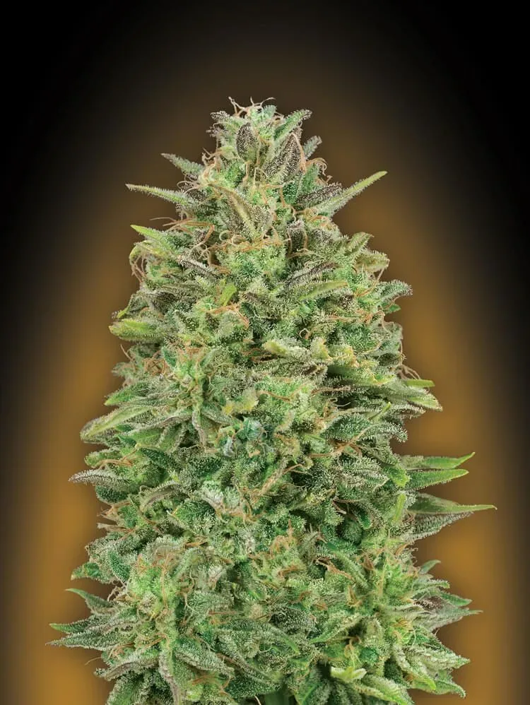 Feminized Seeds
