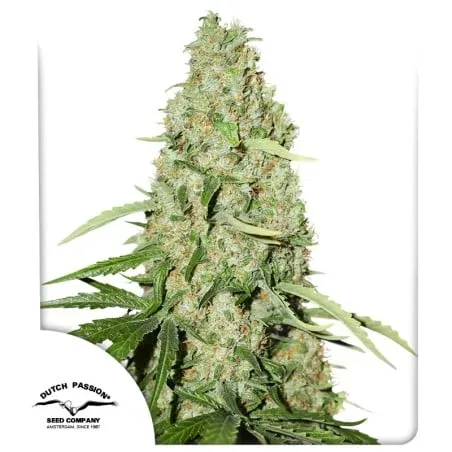Think Fast Feminised Seeds
