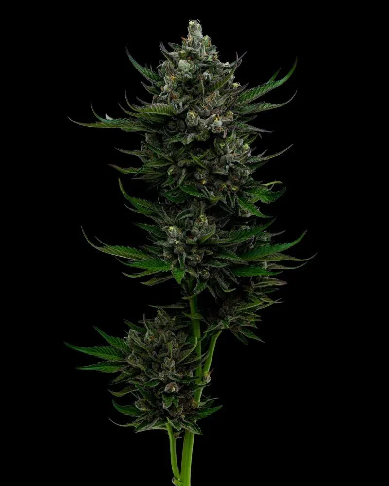 All Gas OG Feminised Seeds