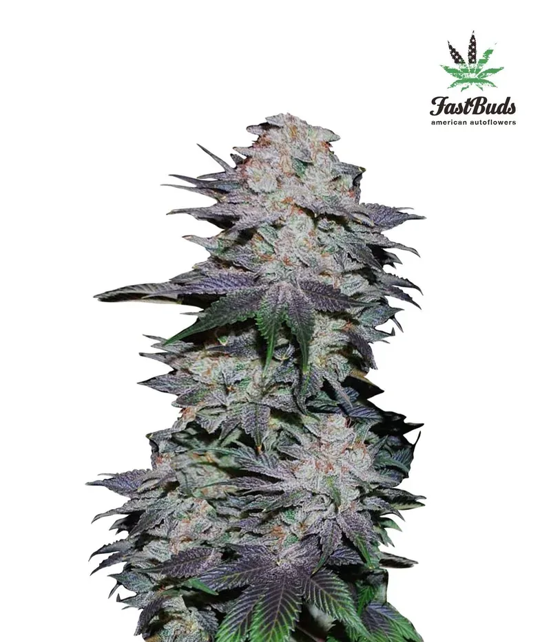 Blackberry Auto Feminised Seeds