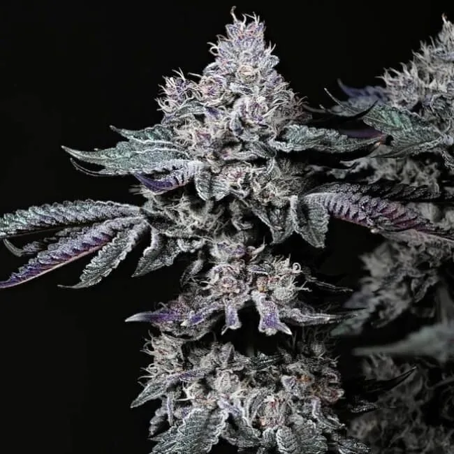 Nuggz R1 Feminized Seeds