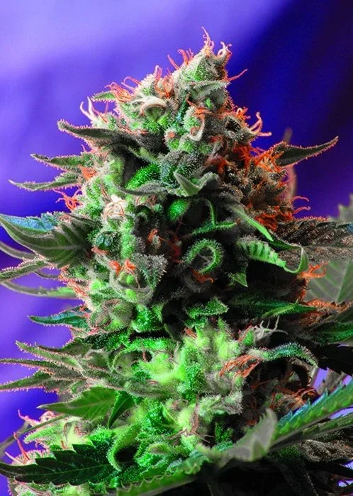 Jack 47 F1 FAST Version Feminised Seeds