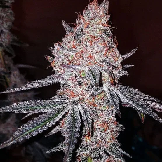 Strawberry Cookies OG R1 Feminized Seeds