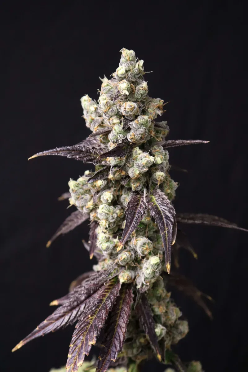 Cajun Quake Feminized Seeds