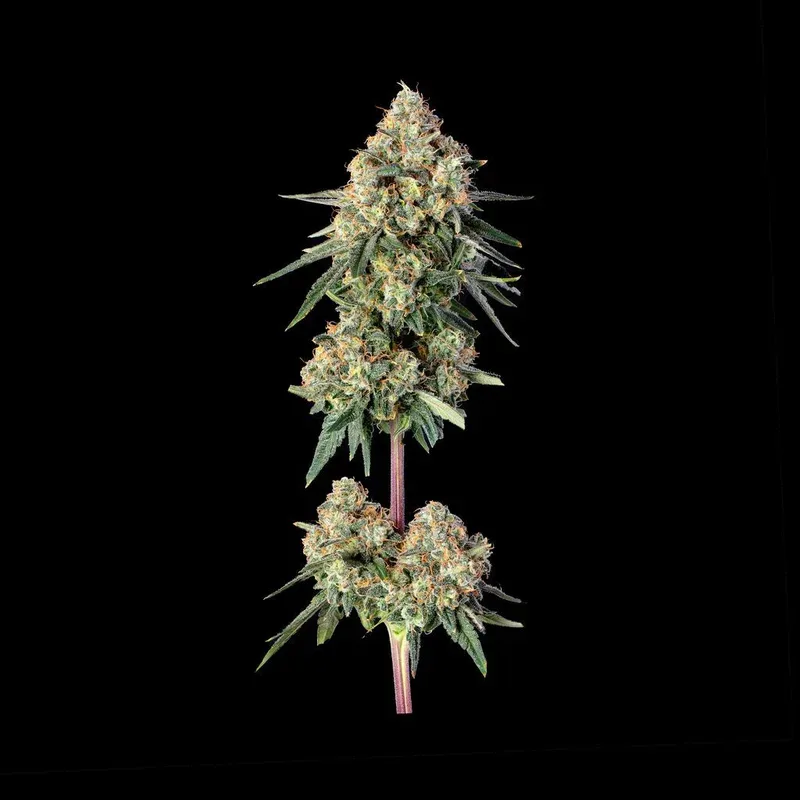 Lemdawg Feminized Seeds