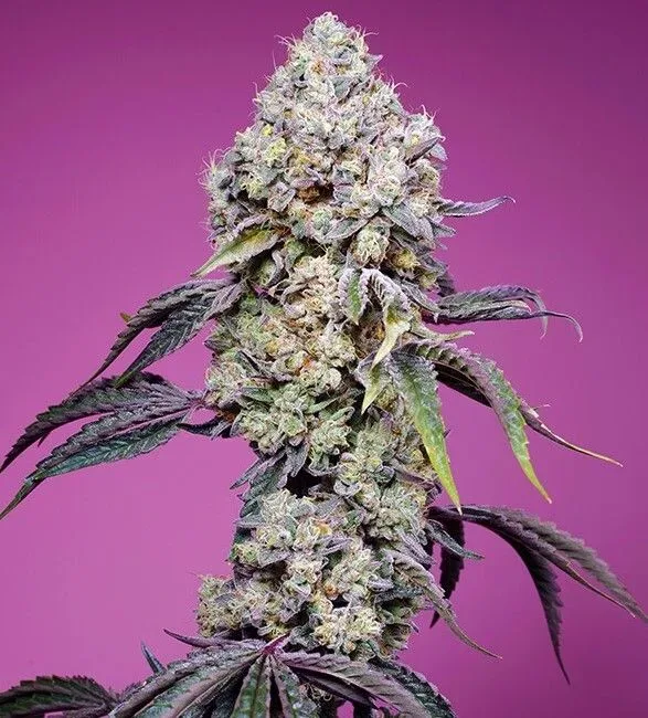 Sweet Mandarine Zkittlez F1 Fast Version Feminised Seeds
