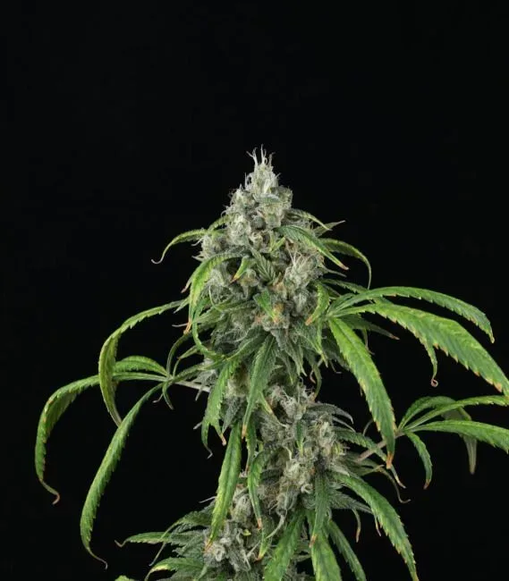 Mango Sky Auto Feminised Seeds