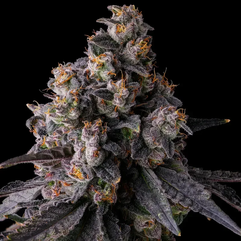 Rainbow Guavè Feminized Seeds