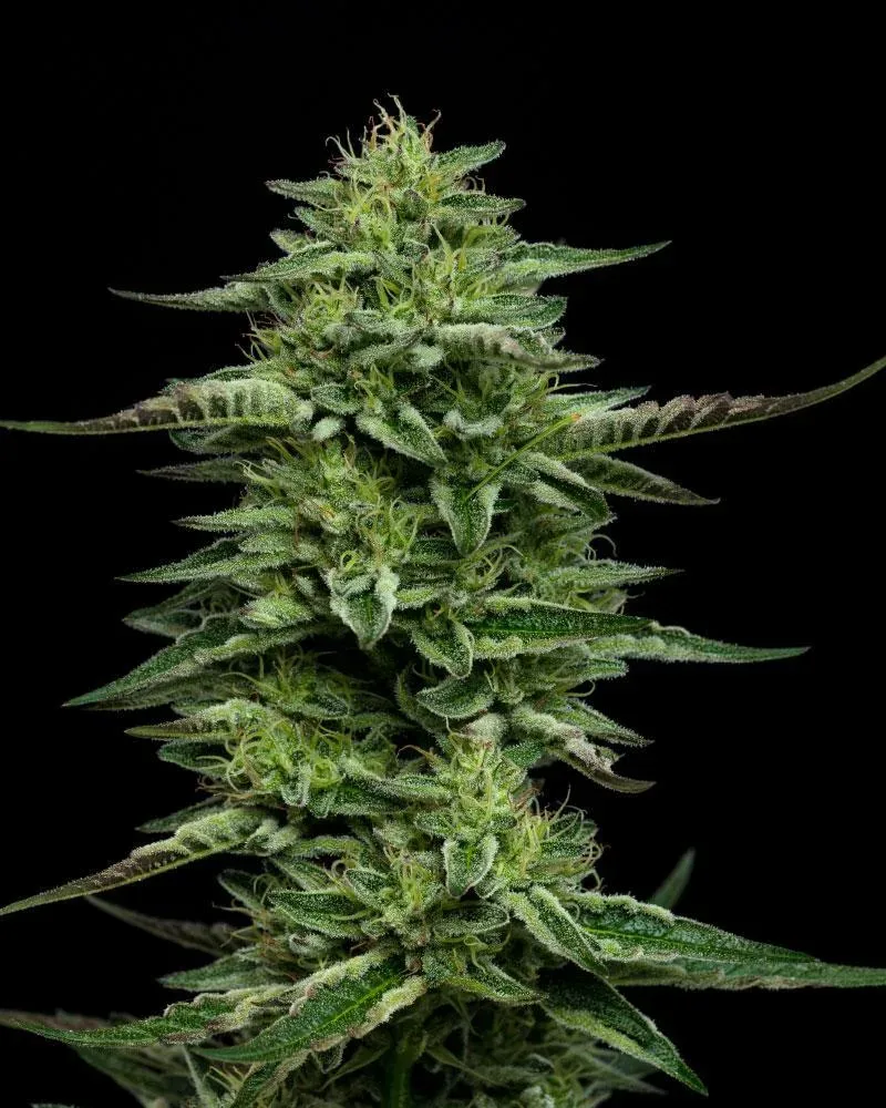 The Bling Feminised Seeds