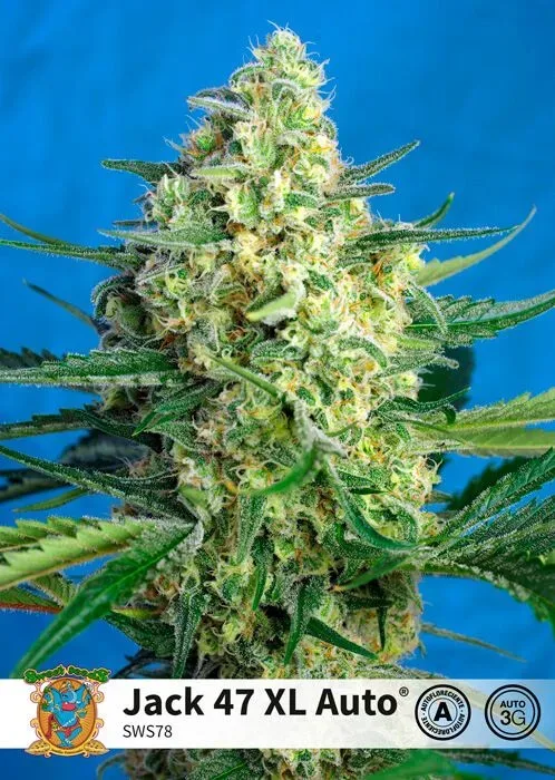 Jack 47 XL Auto Feminised Seeds