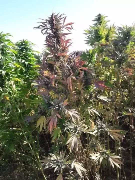 Hindu Kush Regular Seeds