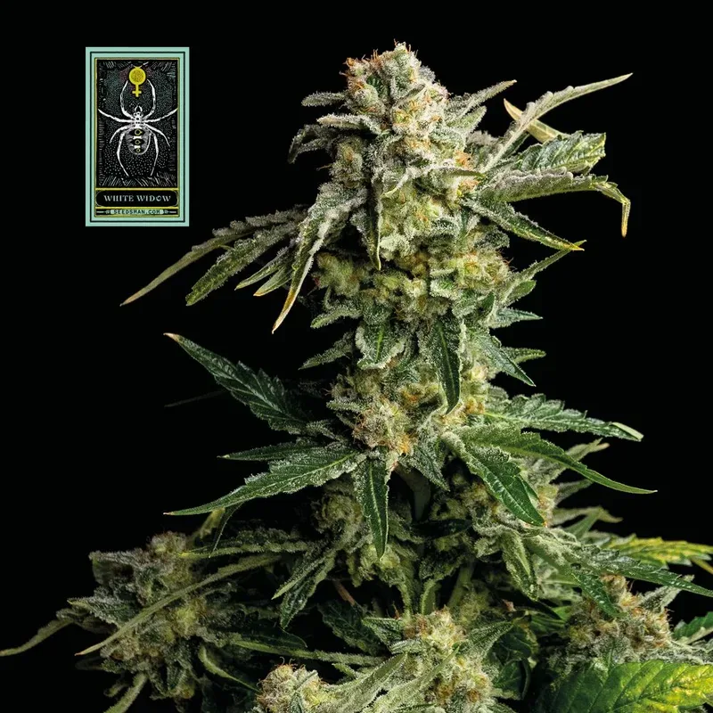 White Widow Feminised Seeds