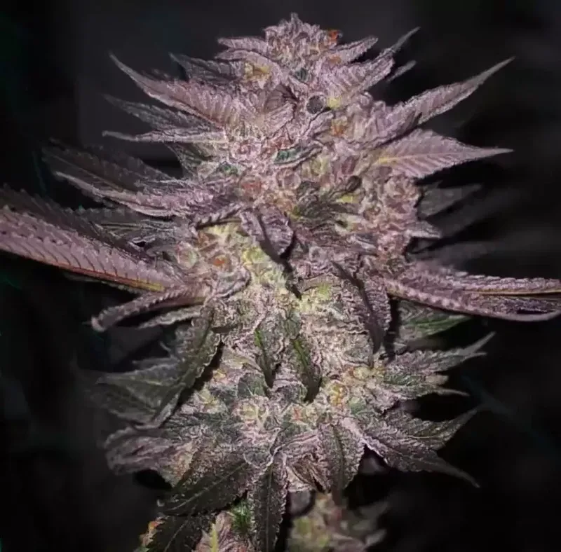Atomic Fuego R1 Feminized Seeds
