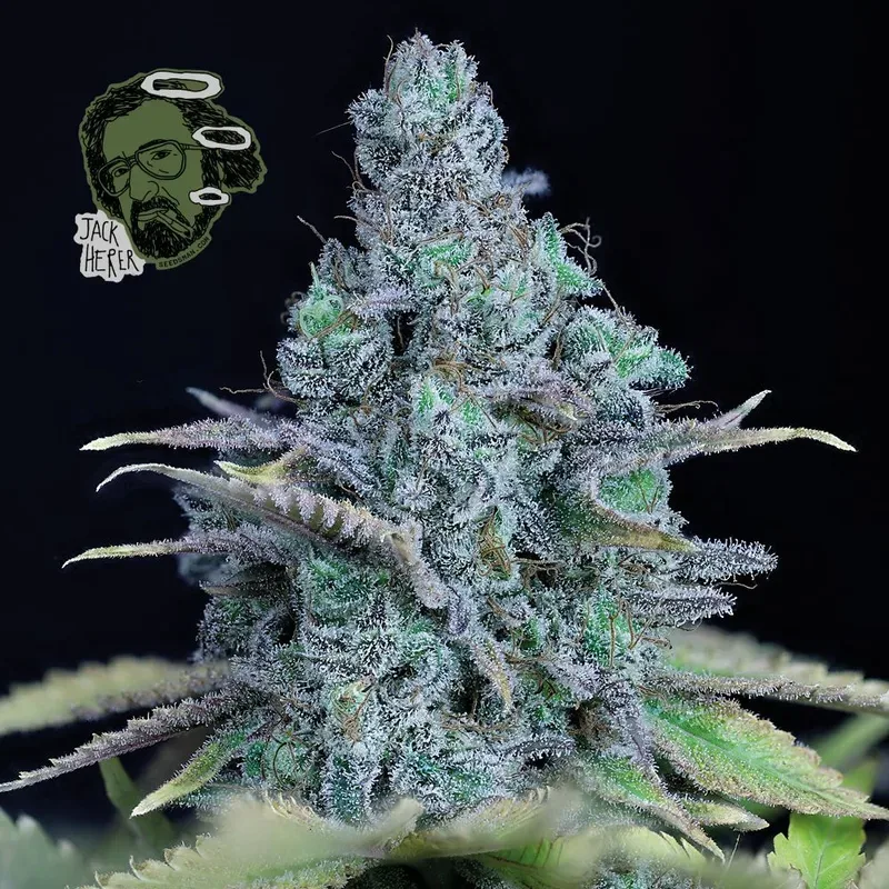 Jack Herer Feminised Seeds