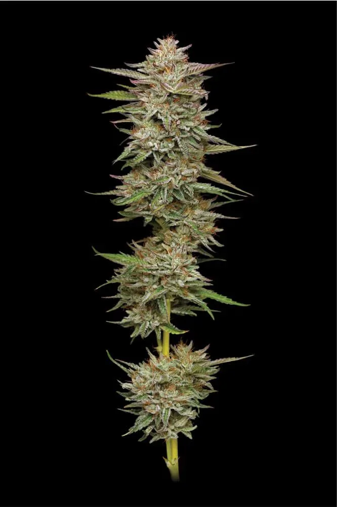 Banana OG Feminized Seeds