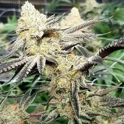 Platinum Scout V2 Feminized Seeds