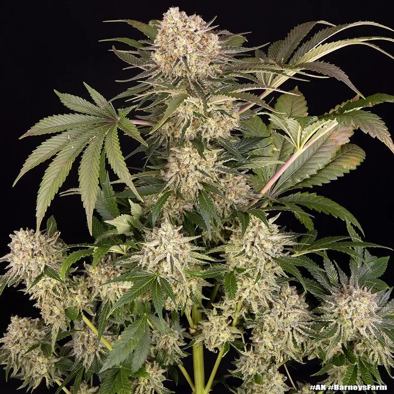 AK47 Feminized Seeds
