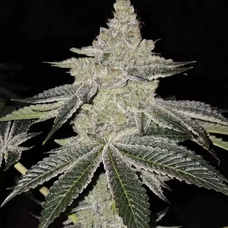 Chama R1 Feminized Seeds