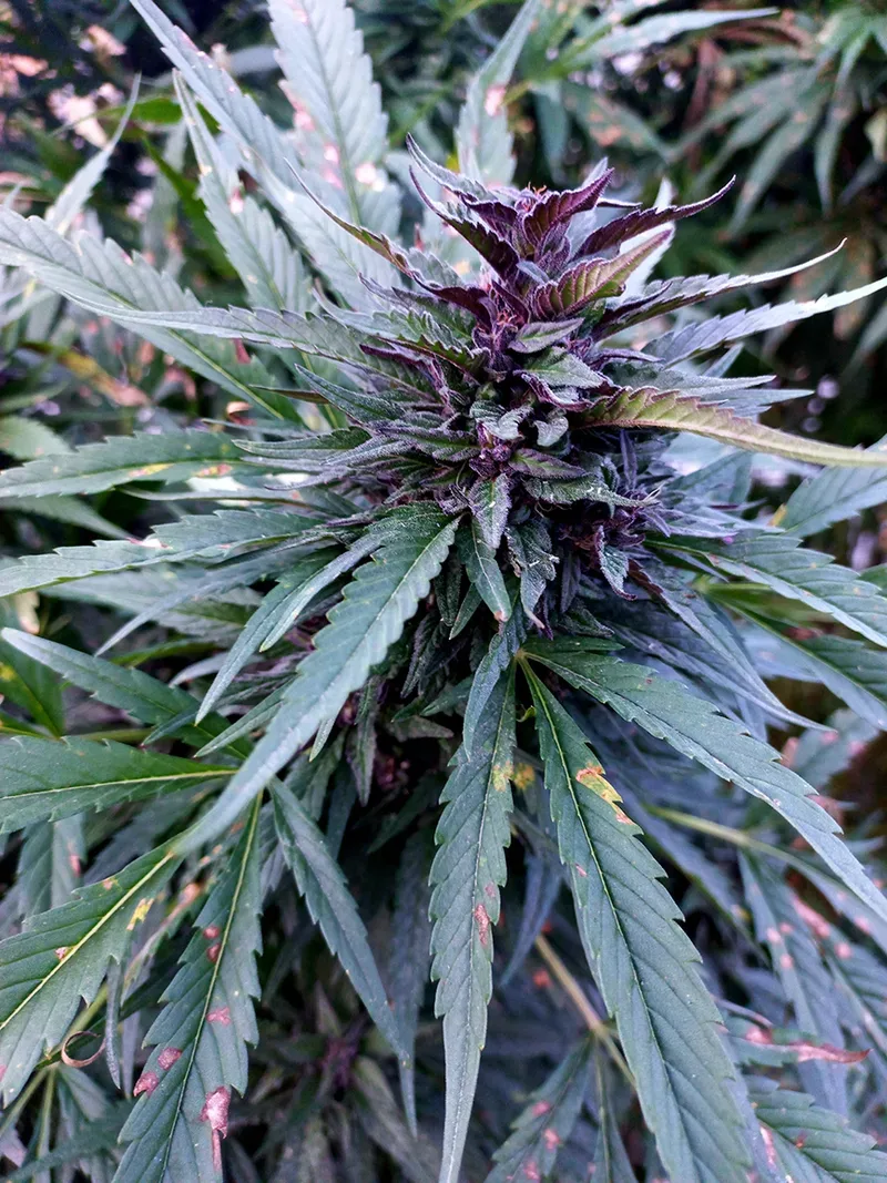 Gilgit Purple Regular Seeds