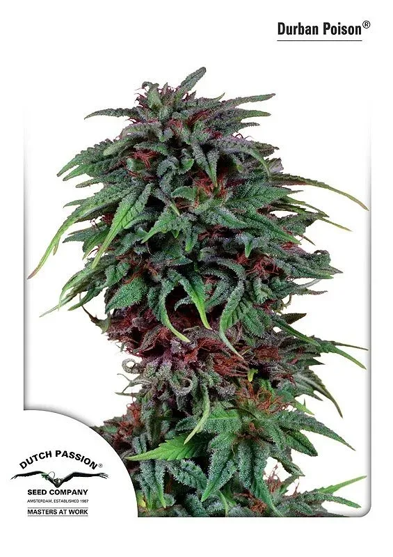 Durban Poison Feminized Seeds