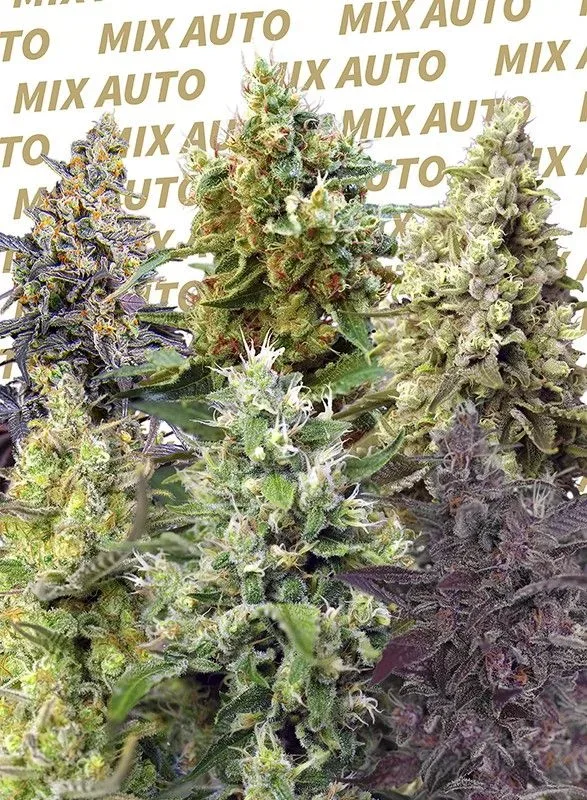 Sweet Mix Auto Feminized Seeds