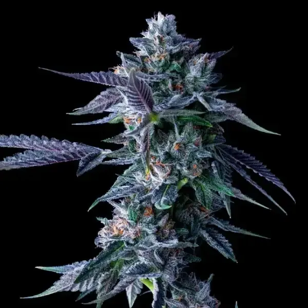 Chocolope Feminised Seeds