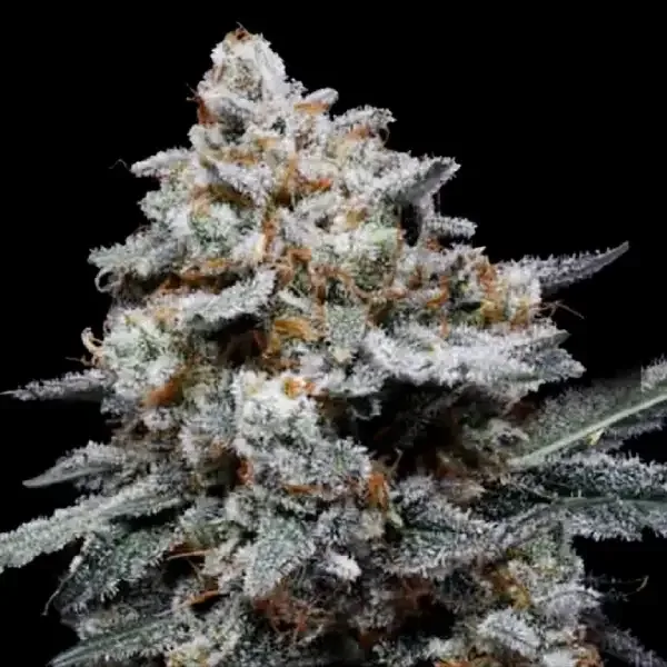 CheMACal Romance Auto Feminised Seeds