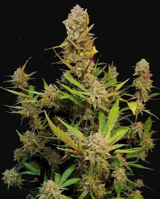 Apricot Auto Feminised Seeds