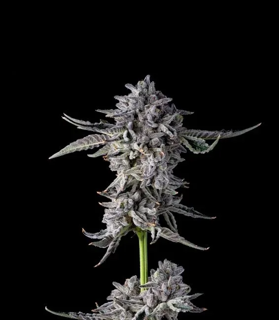 Candy Bezels Feminized Seeds