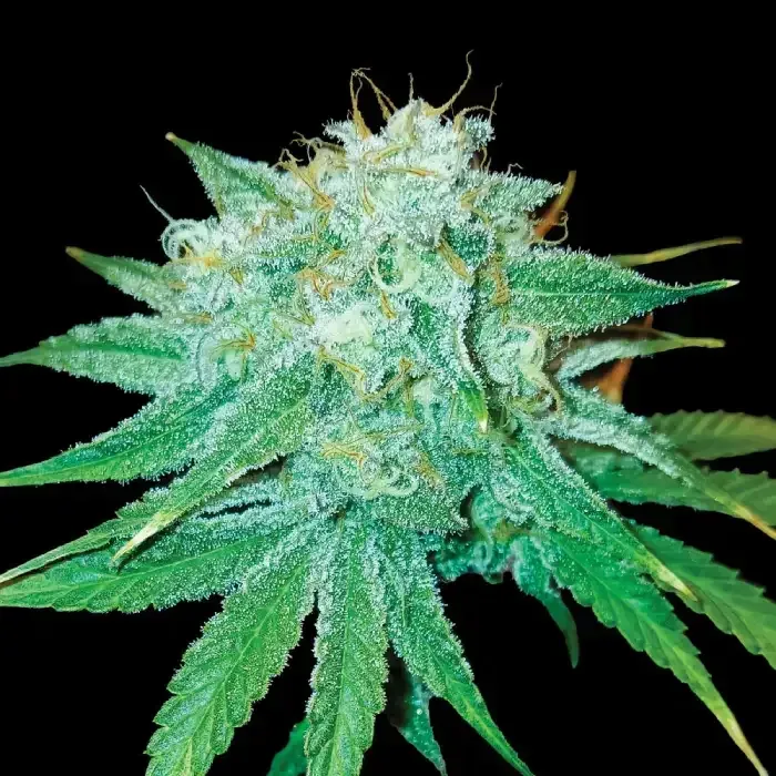 The Stinking Rose Feminised Seeds