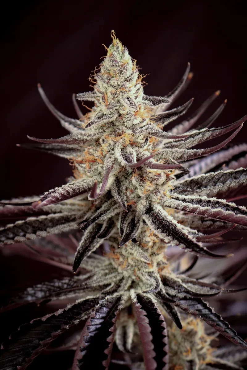The Purple Collection Vol 2 Feminized Seeds