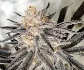 Platinum Gorilla Feminized Seeds