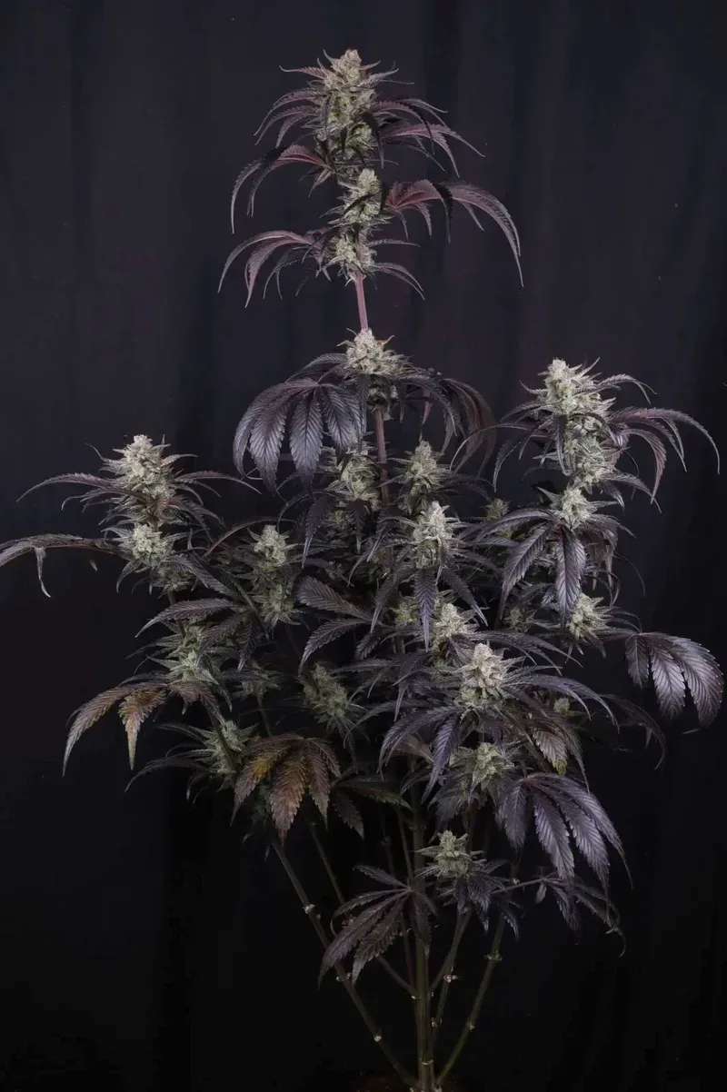Strawberry Gorilla RF3 Auto Feminized Seeds