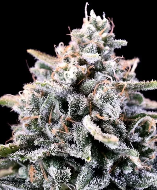 Laundry List Feminized Seeds