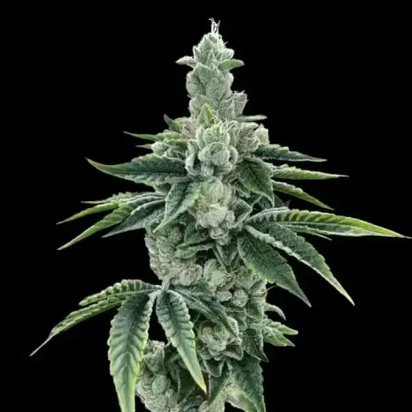 3Peat Feminised Seeds