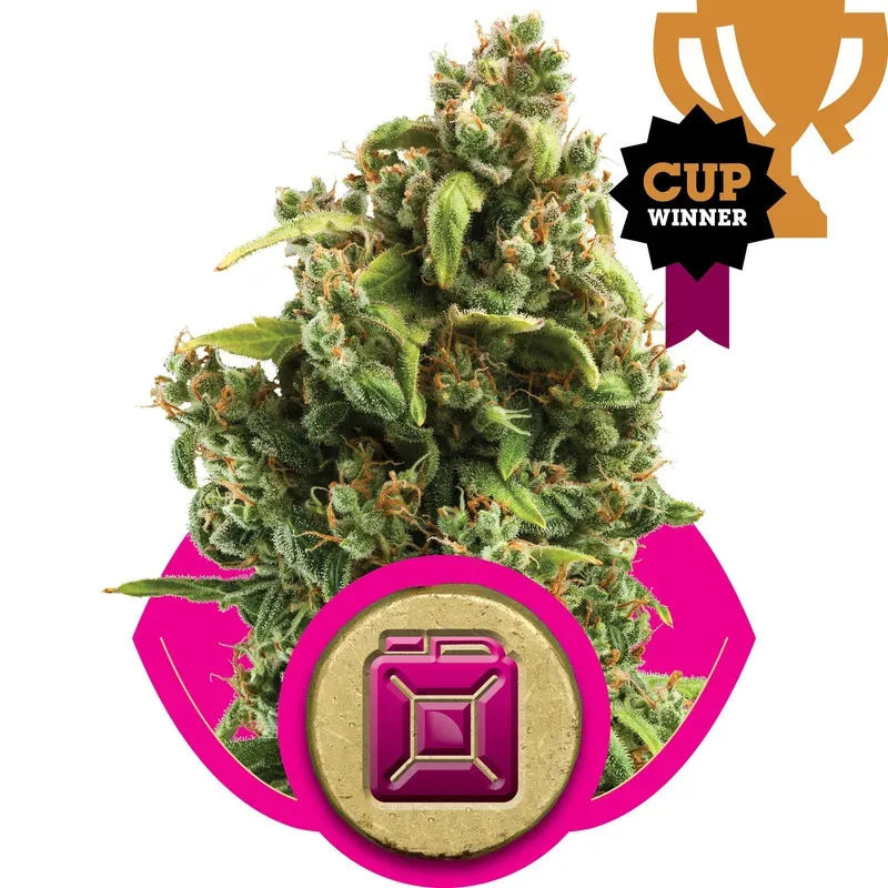 Sour Diesel Feminised Seeds
